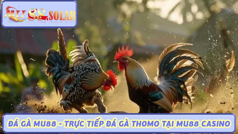 Đá Gà MU88 - Trực Tiếp Đá Gà Thomo Tại MU88 Casino