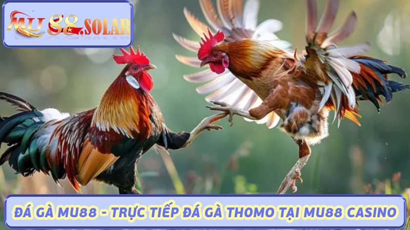 Đá Gà MU88 - Trực Tiếp Đá Gà Thomo Tại MU88 Casino