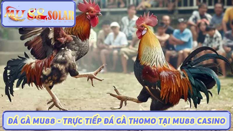 Đá Gà MU88 - Trực Tiếp Đá Gà Thomo Tại MU88 Casino